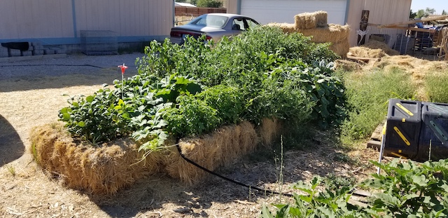 straw-bale-gardens